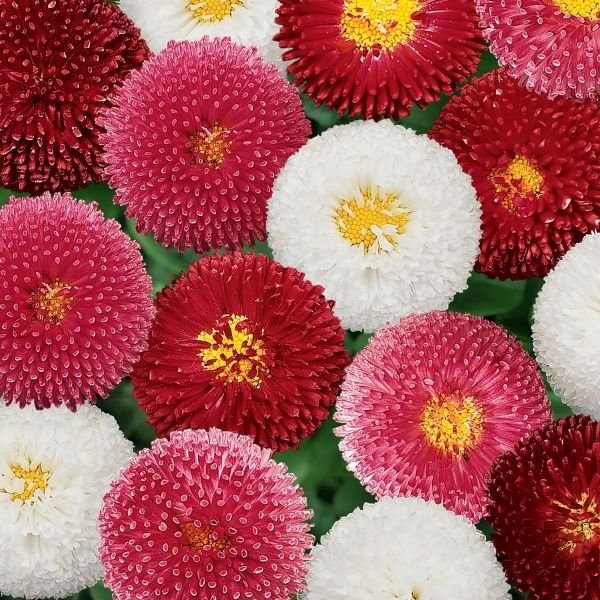 Bellisima&trade; English Daisy Mix - Nature Hills Nursery - #1 Container 2 Pack - 