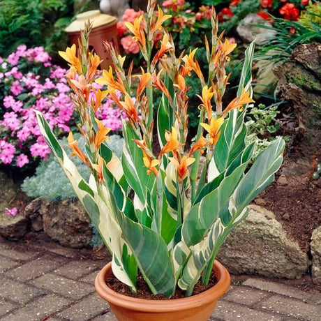 Bengal Tiger Canna - Nature Hills Nursery - 3 Pack Bulbs - 