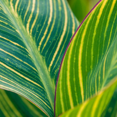 Bengal Tiger Canna - Nature Hills Nursery - 3 Pack Bulbs - 