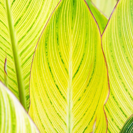 Bengal Tiger Canna - Nature Hills Nursery - 3 Pack Bulbs - 