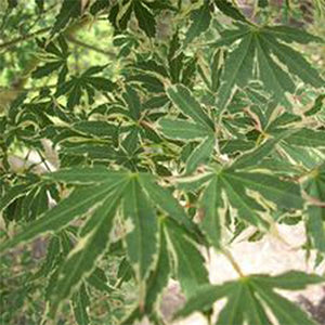 Beni Schichihenge Japanese Maple Tree