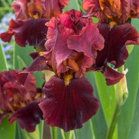 Bernice's Legacy Bearded Iris Blooms