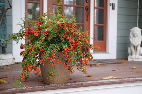 Berry Box Pyracomeles shrub, front view
