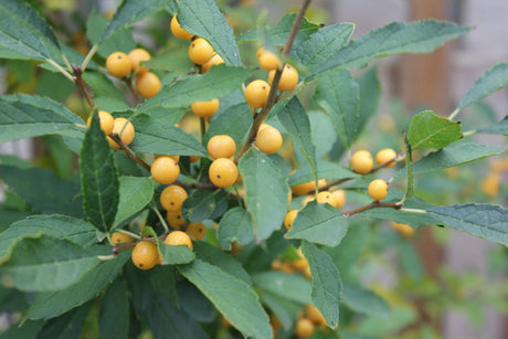 Berry Heavy® Gold Winterberry (Ilex verticillata 'Berry Heavy Gold') shrub detail, image 7 of 13.