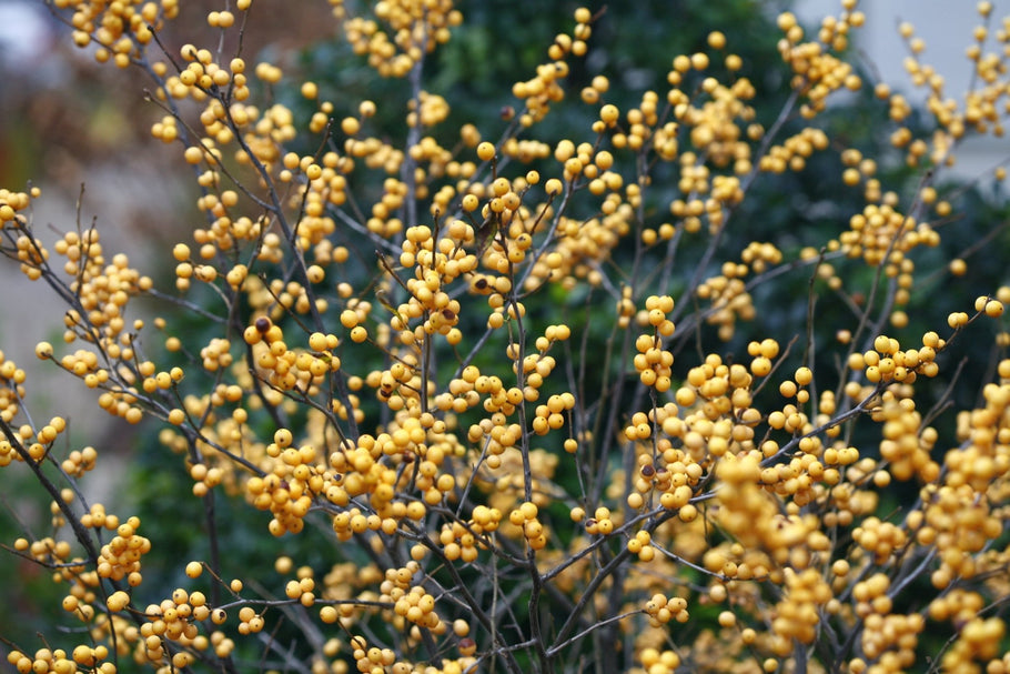 Berry Gold Color Berry Heavy® Gold Winterberry | Yellow Winter Fruit | Nature Hills