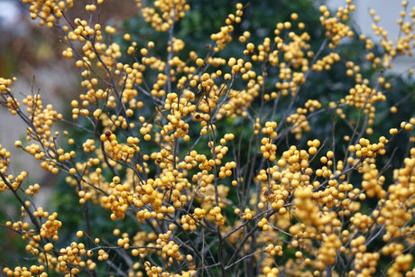 Close-up of white ilex flowers on Berry Heavy® Gold Winterberry blooming in early summer.