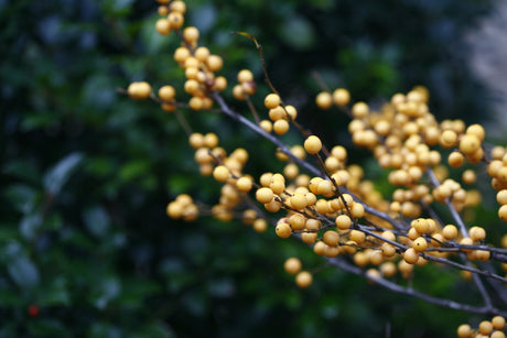 Deciduous foliage of Berry Heavy® Gold Winterberry (Ilex verticillata 'Berry Heavy Gold') in a garden setting.