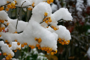 Berry Heavy® Gold Winterberry (Ilex verticillata 'Berry Heavy Gold') growing in a garden landscape, showing mature shrub form.