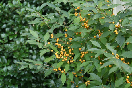 Berry Heavy® Gold Winterberry (Ilex verticillata 'Berry Heavy Gold') shrub detail, image 6 of 13.