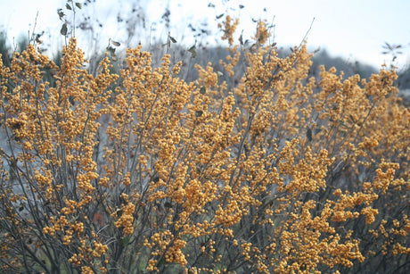 Berry Heavy® Gold Winterberry (Ilex verticillata 'Berry Heavy Gold') shrub detail, image 8 of 13.