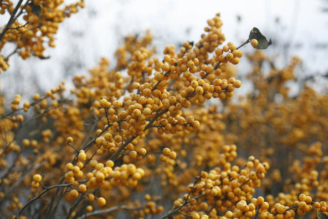 Berry Heavy® Gold Winterberry (Ilex verticillata 'Berry Heavy Gold') shrub detail, image 9 of 13.