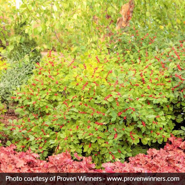 Berry Heavy&reg; Winterberry Holly