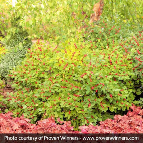 Berry Heavy&reg; Winterberry Holly
