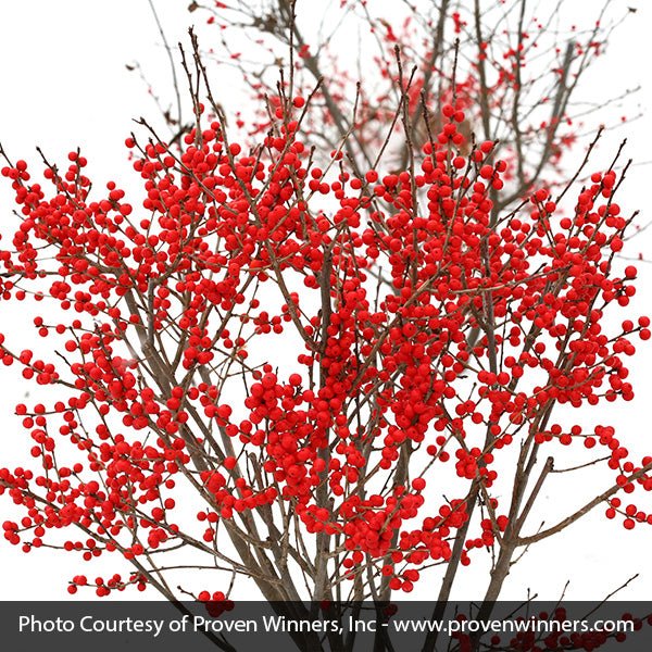 Proven Winners Berry Poppins Winterberry Holly - Thumbnail 3