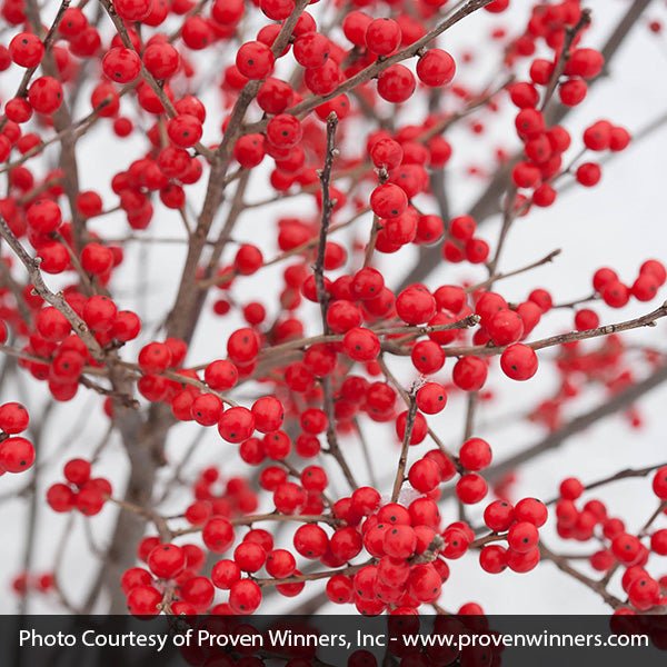 Berry Poppins® Winterberry | Compact Red Berry Shrub | Nature Hills