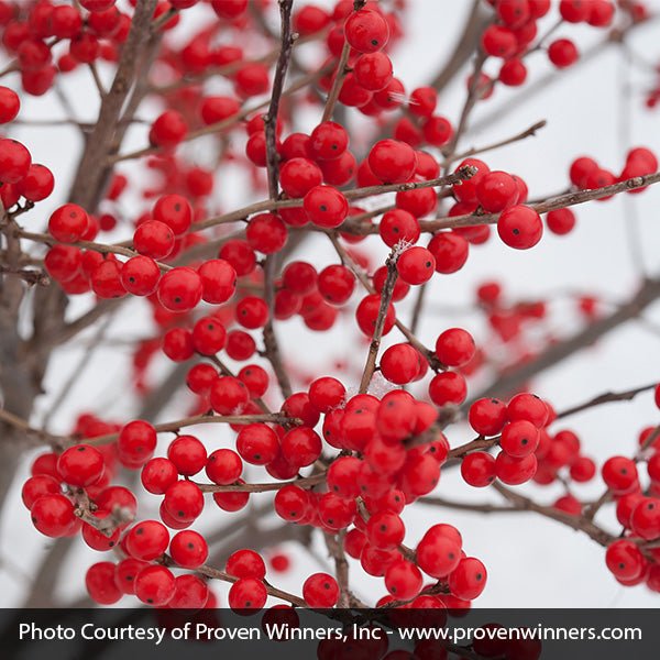 Proven Winners Berry Poppins Winterberry Holly