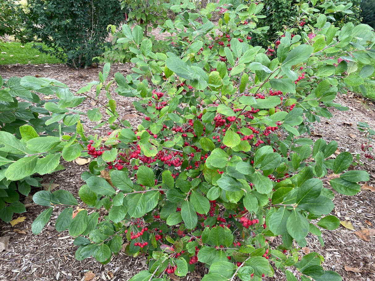 Berry Scape® Red Aronia (Aronia arbutifolia 'UCONNAA001') foliage and growth habit in the landscape.