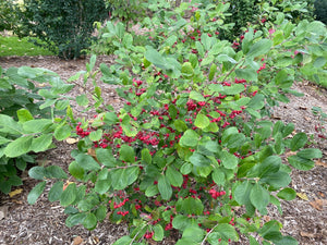 Berry Scape® Red Aronia (Aronia arbutifolia 'UCONNAA001') foliage and growth habit in the landscape.