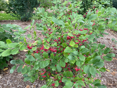 Berry Scape® Red Aronia (Aronia arbutifolia 'UCONNAA001') foliage and growth habit in the landscape.