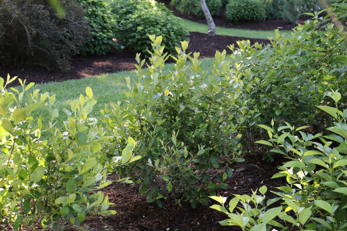 Detail view of Berry Scape® Red Aronia (Aronia arbutifolia 'UCONNAA001') showing plant structure and foliage.