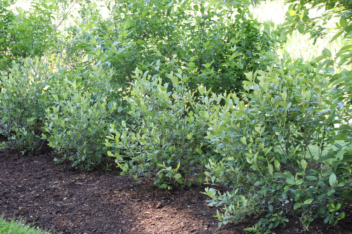 Berry Scape® Red Aronia (Aronia arbutifolia 'UCONNAA001') growing in a garden landscape, showing mature shrub form.