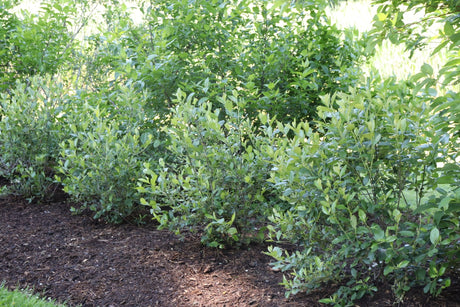 Berry Scape® Red Aronia (Aronia arbutifolia 'UCONNAA001') growing in a garden landscape, showing mature shrub form.