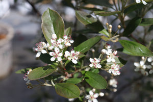 Berry Scape® Red Aronia (Aronia arbutifolia 'UCONNAA001') shrub detail, image 8 of 8.