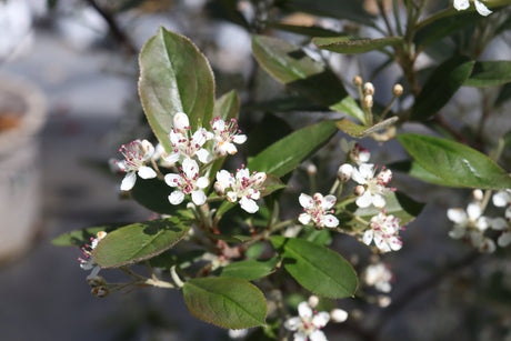 Berry Scape® Red Aronia (Aronia arbutifolia 'UCONNAA001') shrub detail, image 8 of 8.