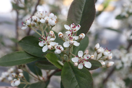 Berry Scape® Red Aronia (Aronia arbutifolia 'UCONNAA001'), a shrub featuring columnar, erect form.