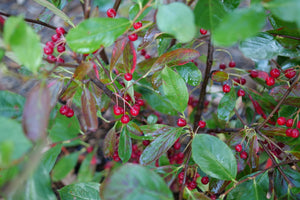 Berry Scape® Red Aronia (Aronia arbutifolia 'UCONNAA001') planted in a residential landscape.