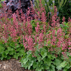 Berry Timeless Coral Bells - Nature Hills Nursery - #1 Container - 