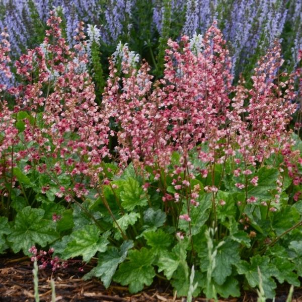 Heuchera Timeless - Thumbnail 3