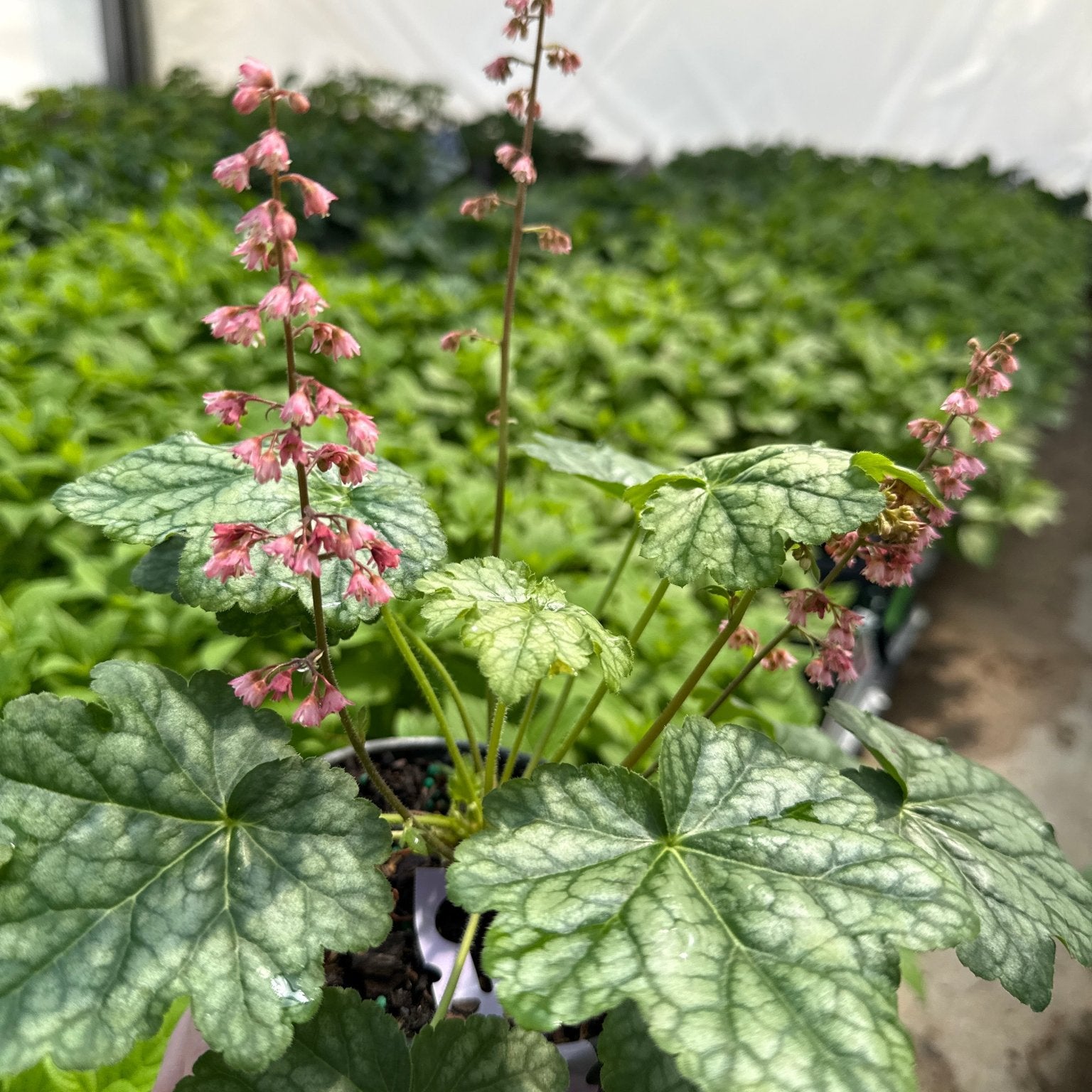 Berry Timeless Coral Bells displays distinctive silver-green mottled foliage with delicate coral pink flower spikes rising above the basal rosette in.