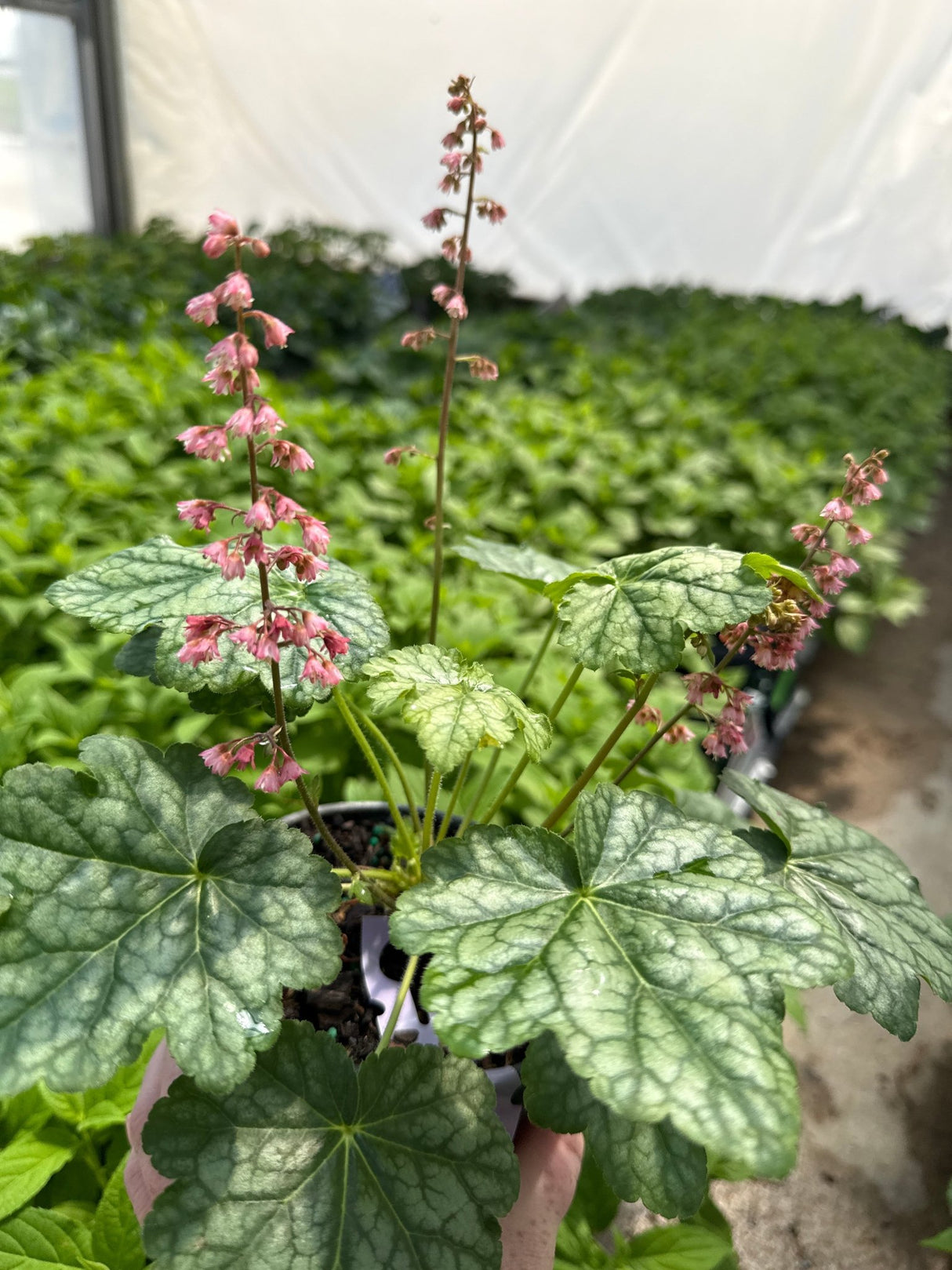 Berry Timeless Coral Bells displays distinctive silver-green mottled foliage with delicate coral pink flower spikes rising above the basal rosette in.