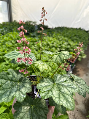 Berry Timeless Coral Bells displays distinctive silver-green mottled foliage with delicate coral pink flower spikes rising above the basal rosette in.