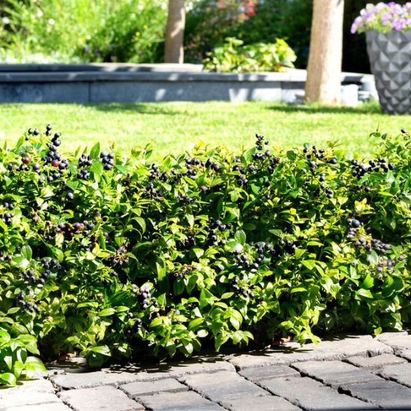emerald green plants Emerald Green Arborvitae | A Narrow Privacy Tree main image 1