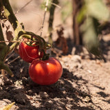 Better Boy Tomato Plant