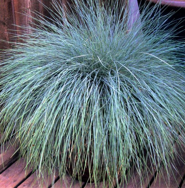 Southern Living Plant Collection Beyond Blue Festuca - Thumbnail 4