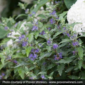 Proven Winners? Beyond Midnight? Bluebeard