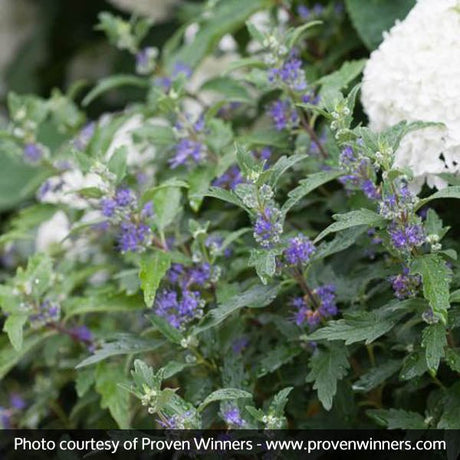 Proven Winners? Beyond Midnight? Bluebeard
