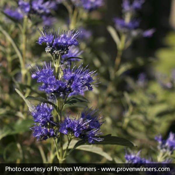 Proven Winners? Beyond Midnight? Bluebeard