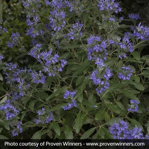 Proven Winners? Beyond Midnight? Bluebeard