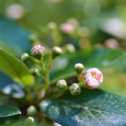 Hedge Cotoneaster