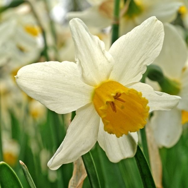 Jack Snipe Daffodil