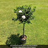 Aimee Gardenia Tree Form