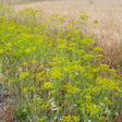 Dill Plant