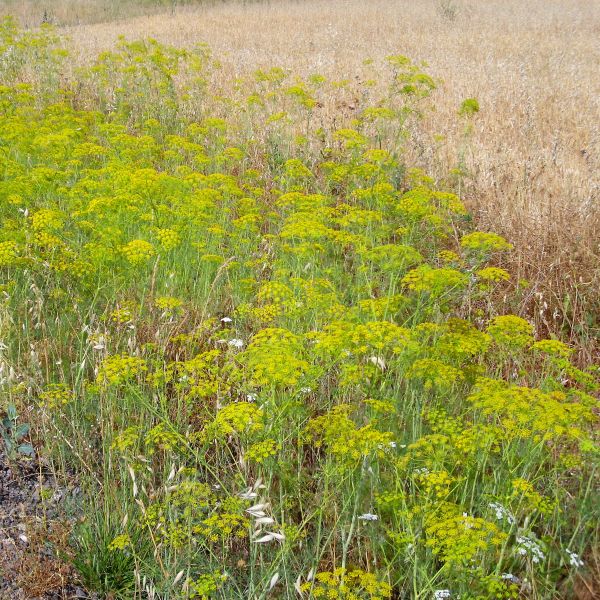 Dill Plant