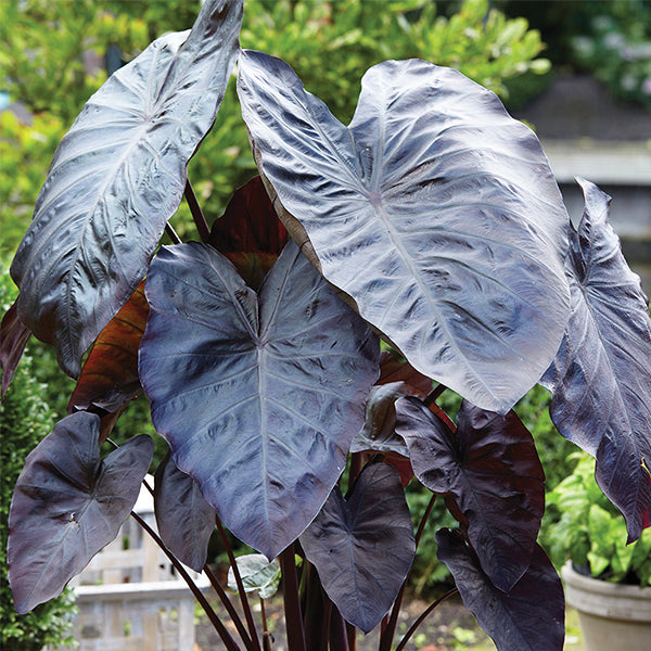 Diamond Head Elephant Ears