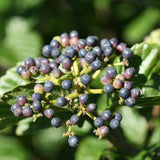 All That Glitters&reg; Arrowwood Viburnum