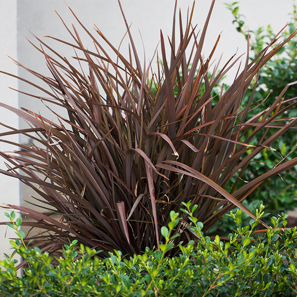 Amazing Red New Zealand Flax